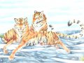 tigerswt.jpg